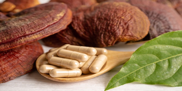 گانودرما چيست و چه خواصی دارد؟