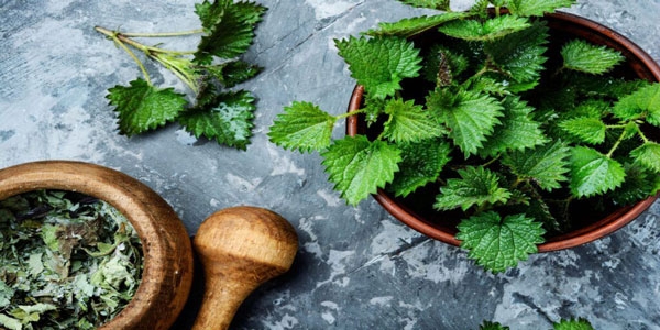 خواص گزنه برای مو