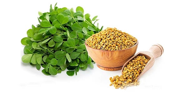 گیاه شنبلیله با نام علمی Trigonella foenum graceum L
