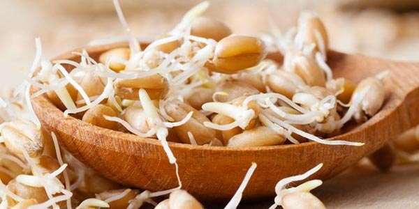 جوانه ی جو دوسر
