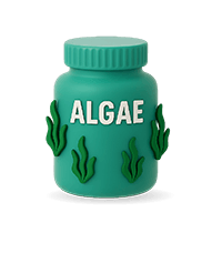 جلبک